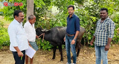 తిరుమలాపూర్ పీడీ లో గాలికుంటు వ్యాధి నివారణ టీకాలు  