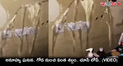 అనూహ్య ఘటన   గోడ నుంచి వింత శబ్దం   చూసే లోపే    video 